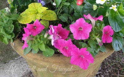 Beautiful Mixed Flower Pots on a Budget