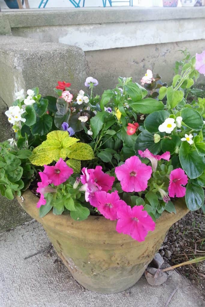 Beautiful Mixed Flowerpots on a Budget - Life Full and Frugal