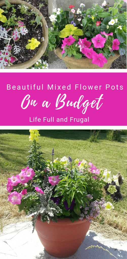Beautiful Mixed Flower Pots on a Budget life full and frugal
