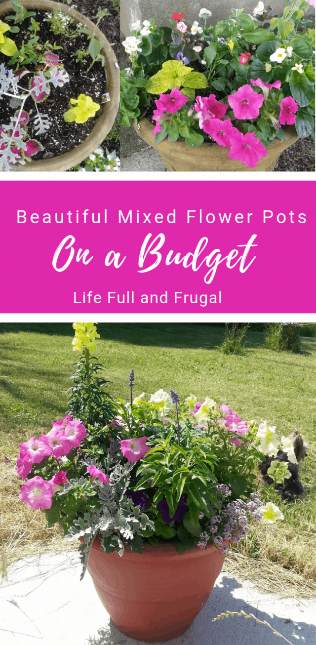 Beautiful Mixed Flower Pots on a Budget - Life Full and Frugal