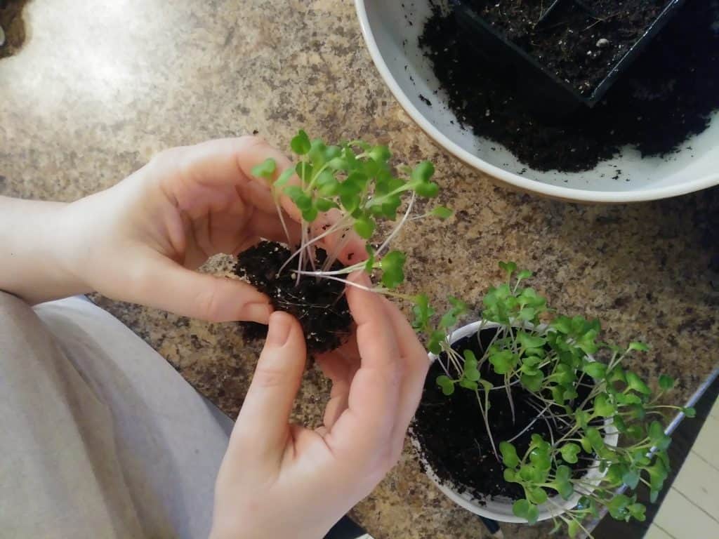 How to transplant seedlings separating cabbage seedlings life full and frugal