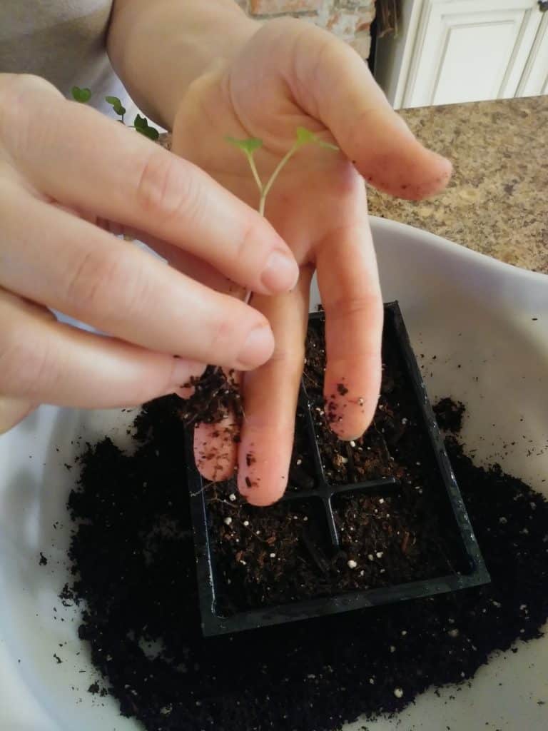 How to transplant seedlings separated cabbage seedling life full and frugal