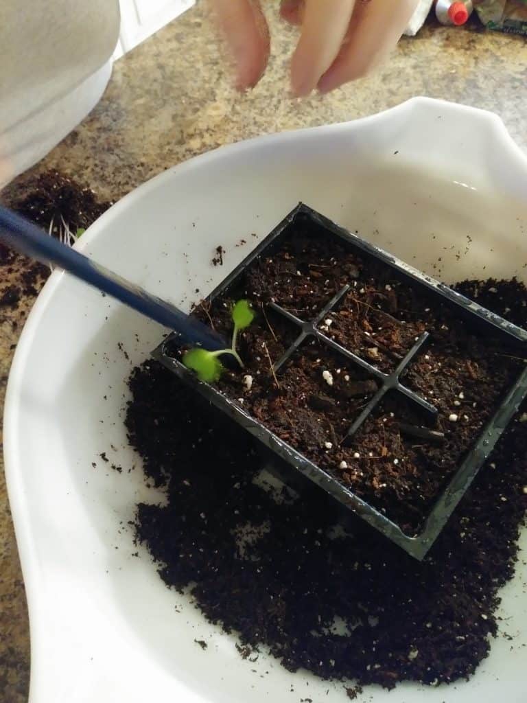 how to transplant seedlings press the seedling with a pencil life full and frugal