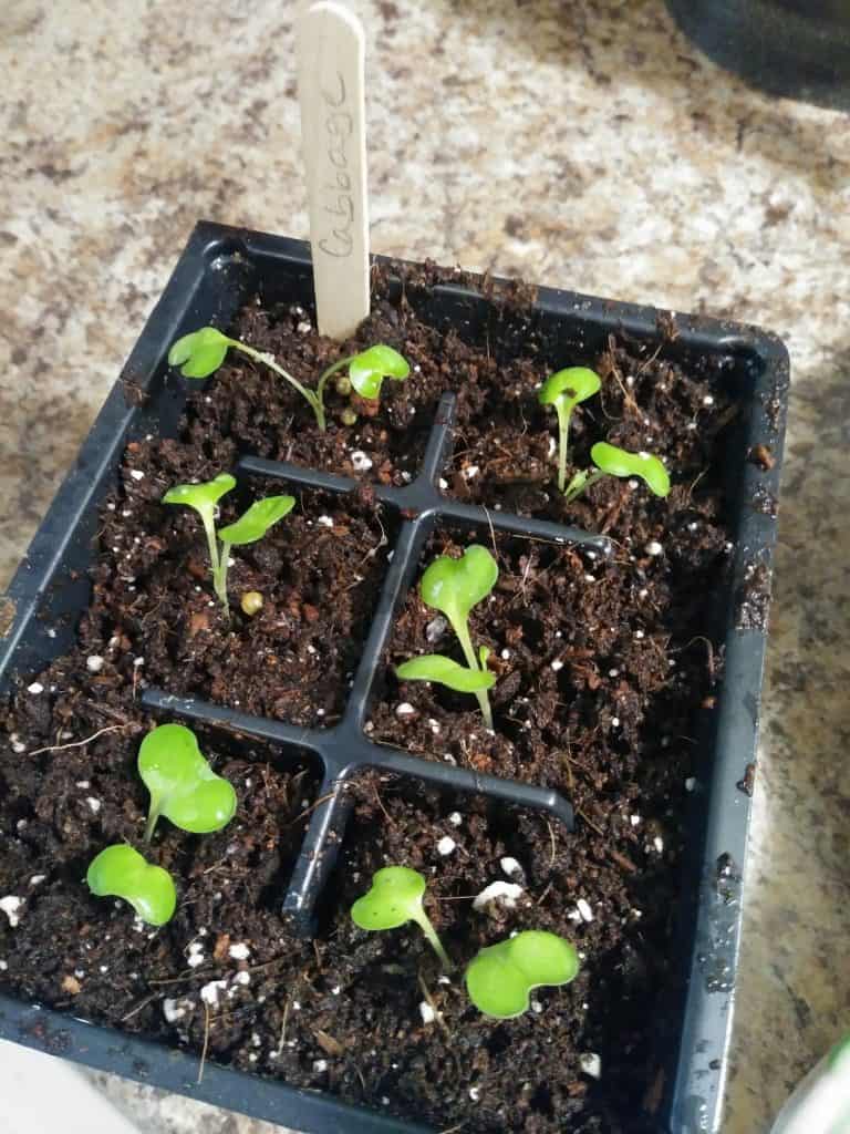 how to transplant seedlings transplanted cabbages life full and frugal