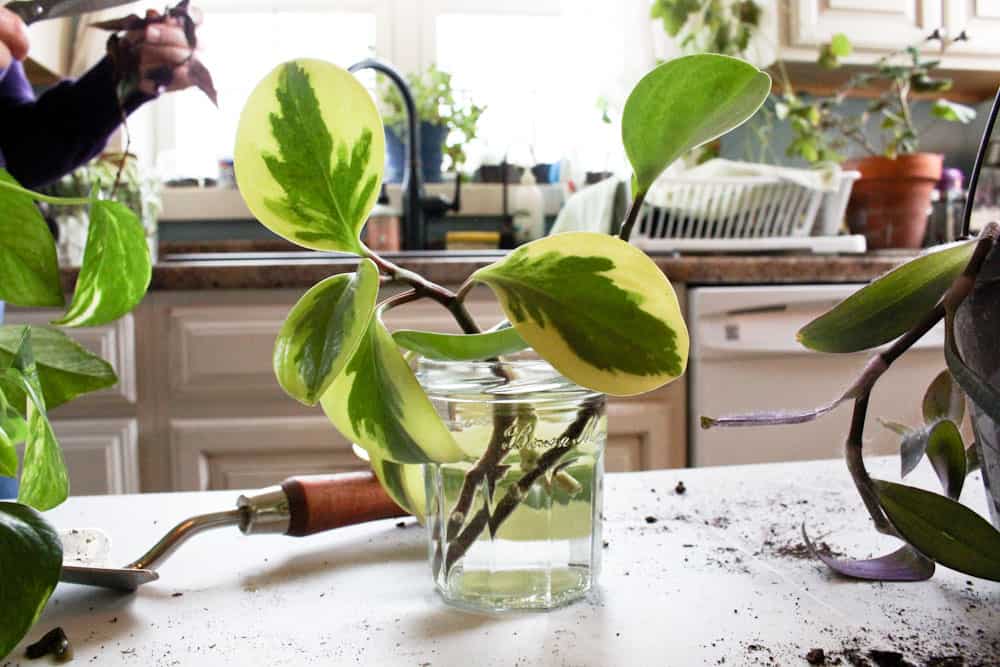 a plant cutting placed in water life full and frugal