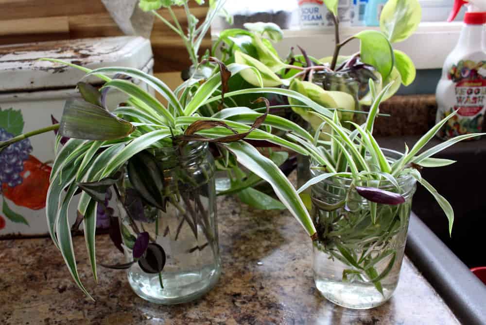 creating new plants from cuttings life full and frugal