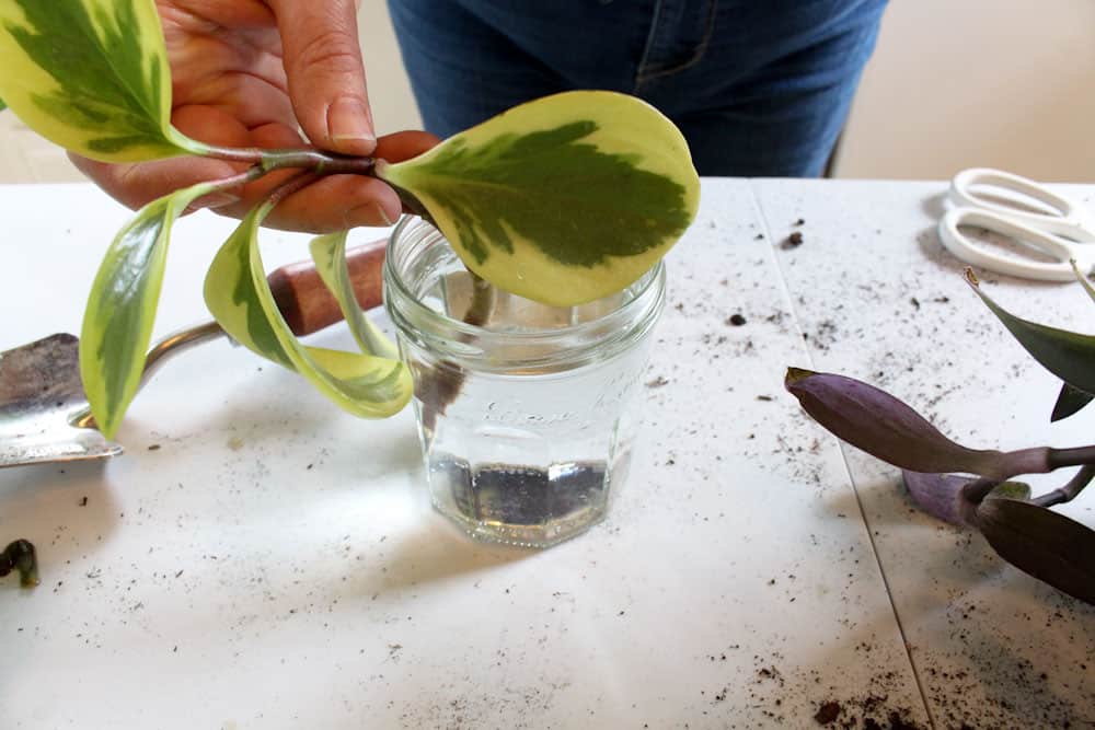 place the plant cutting in water life full and frugal