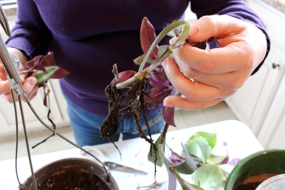 plant cuttings with new roots life full and frugal