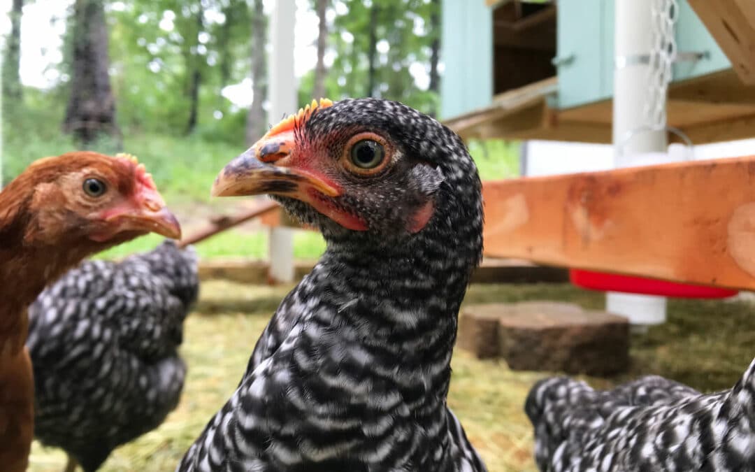 My Backyard Chicken Beginner Story