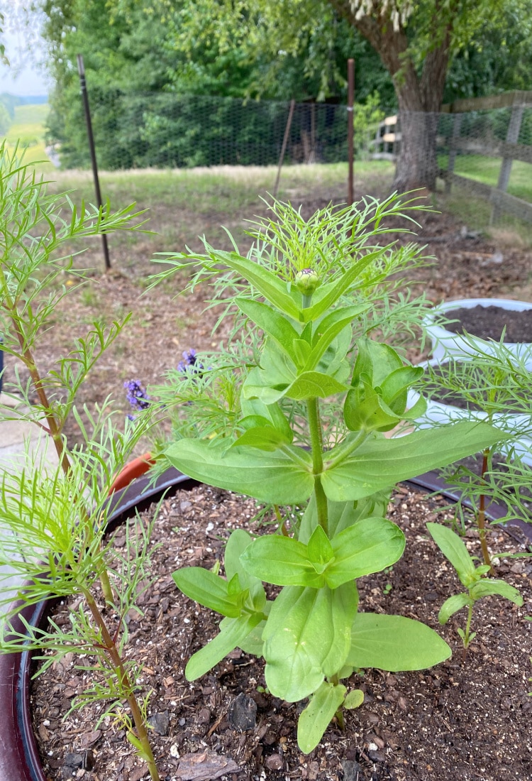zinnias and cosmos about to bloom - Frugal Potager Garden - Life Full and Frugal