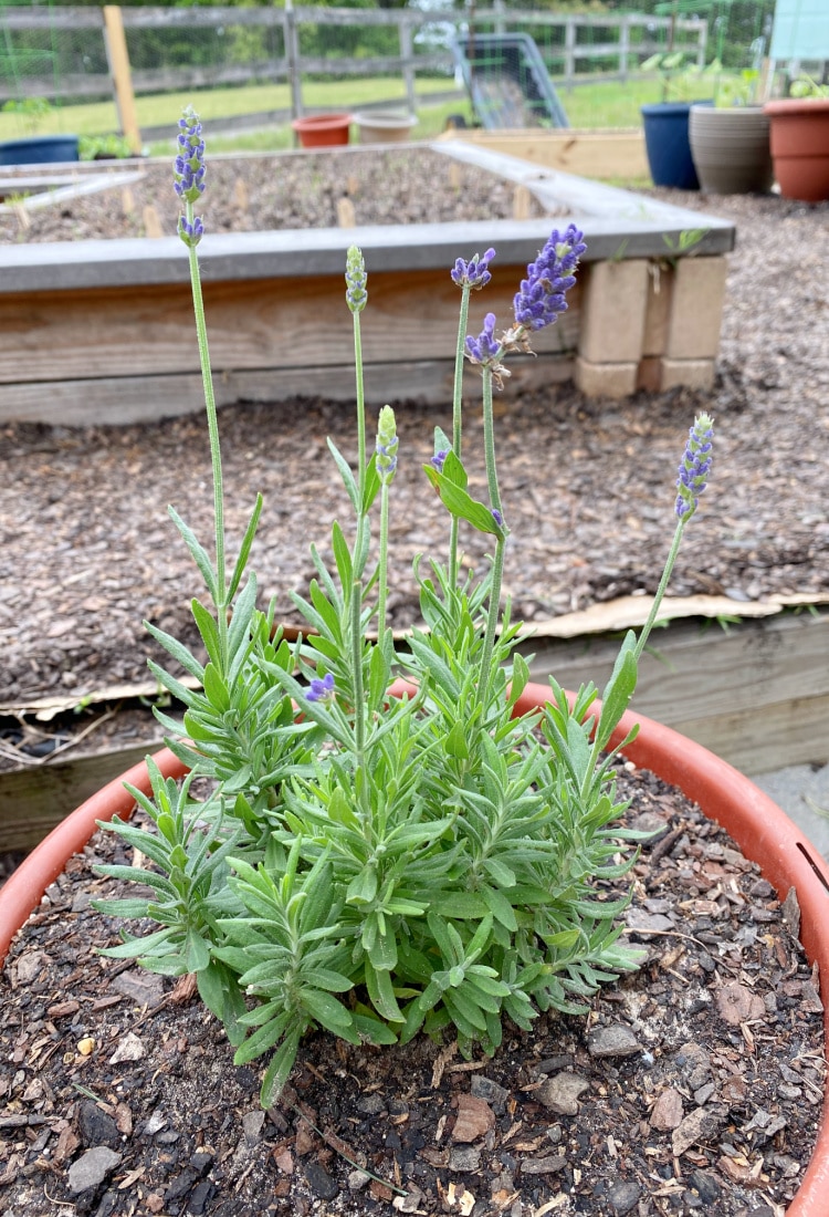 Life Full and Frugal - Potager Garden - Lavender