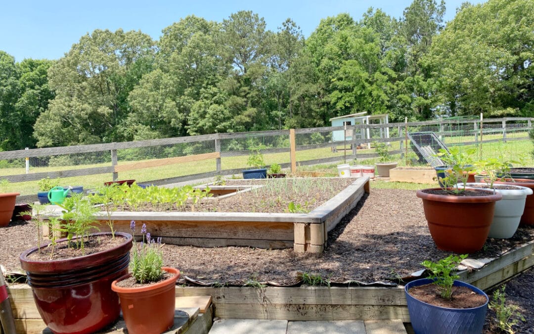 Frugal Potager Garden Transformation and Tour