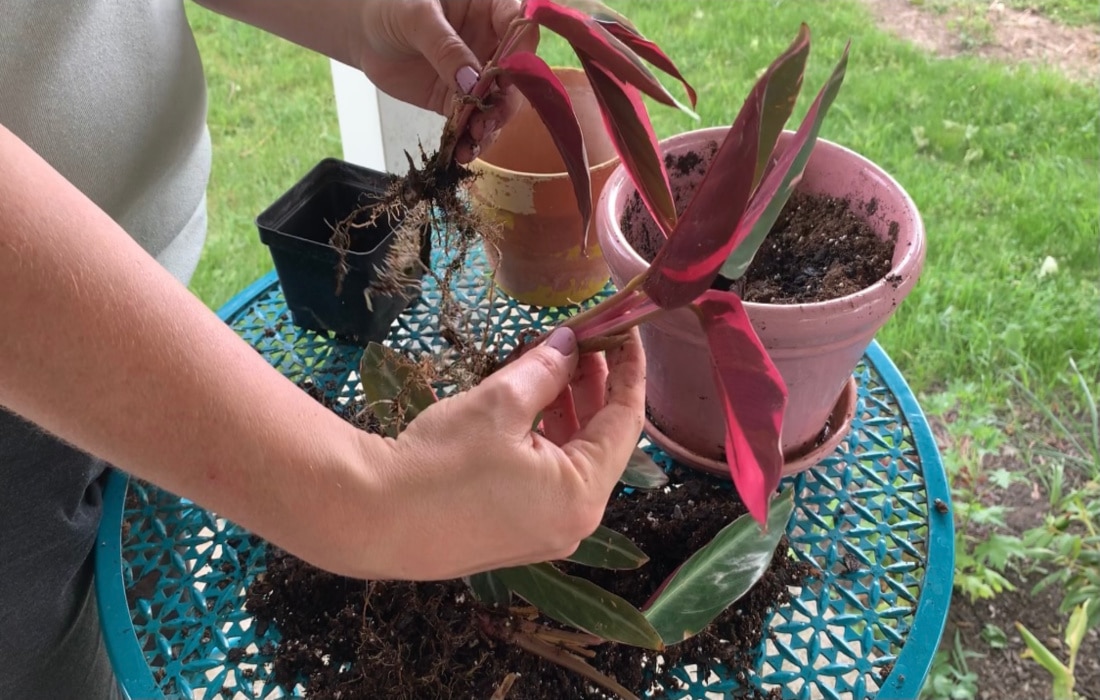 dividing a pink prayer plant life full and frugal