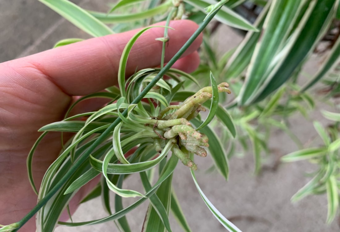 spider plant aerial roots life full and frugal