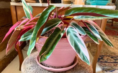 How to Multiply Houseplants for Free