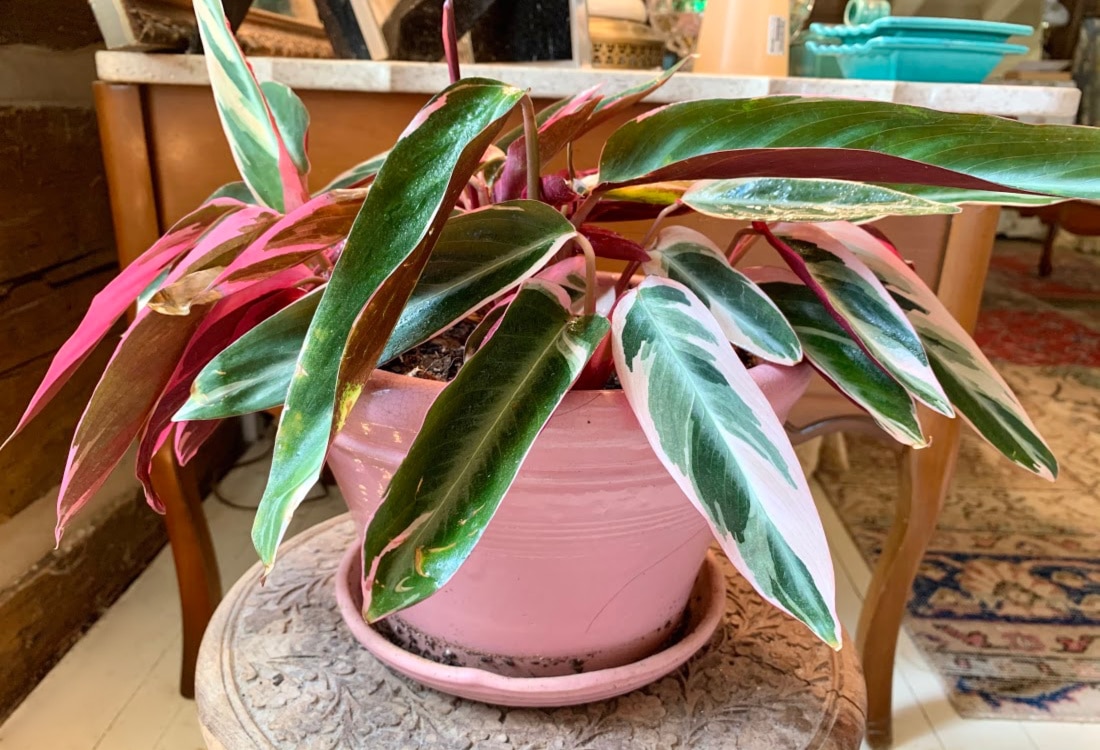a pink pot with a stromanthe sanguines plant hygge home lfaf