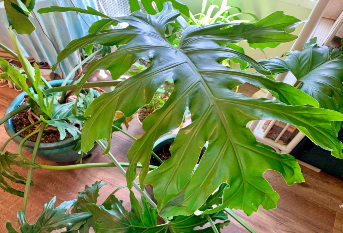 philodendron plant in a bright room how to multiply houseplants for free