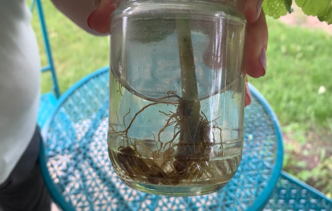 roots from a geranium cutting life full and frugal