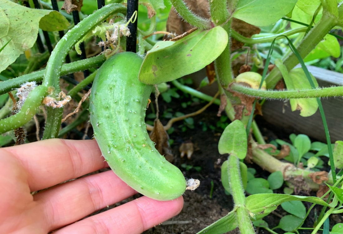 a small pickling cucumber life full and frugal