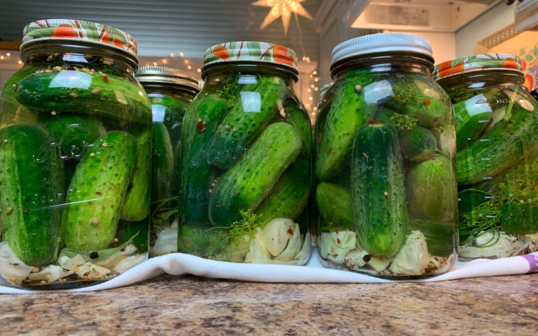 Old Fashioned Lacto-Fermented Dill Pickles