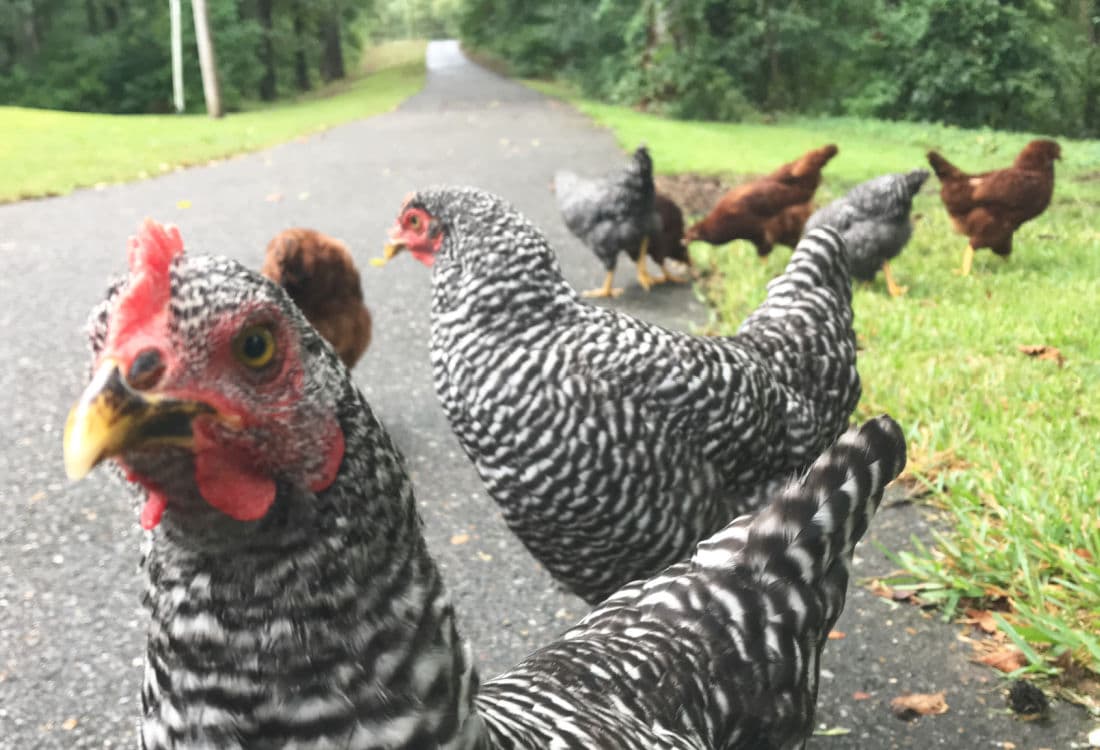 My Backyard Chicken Beginner Story - Life Full and Frugal