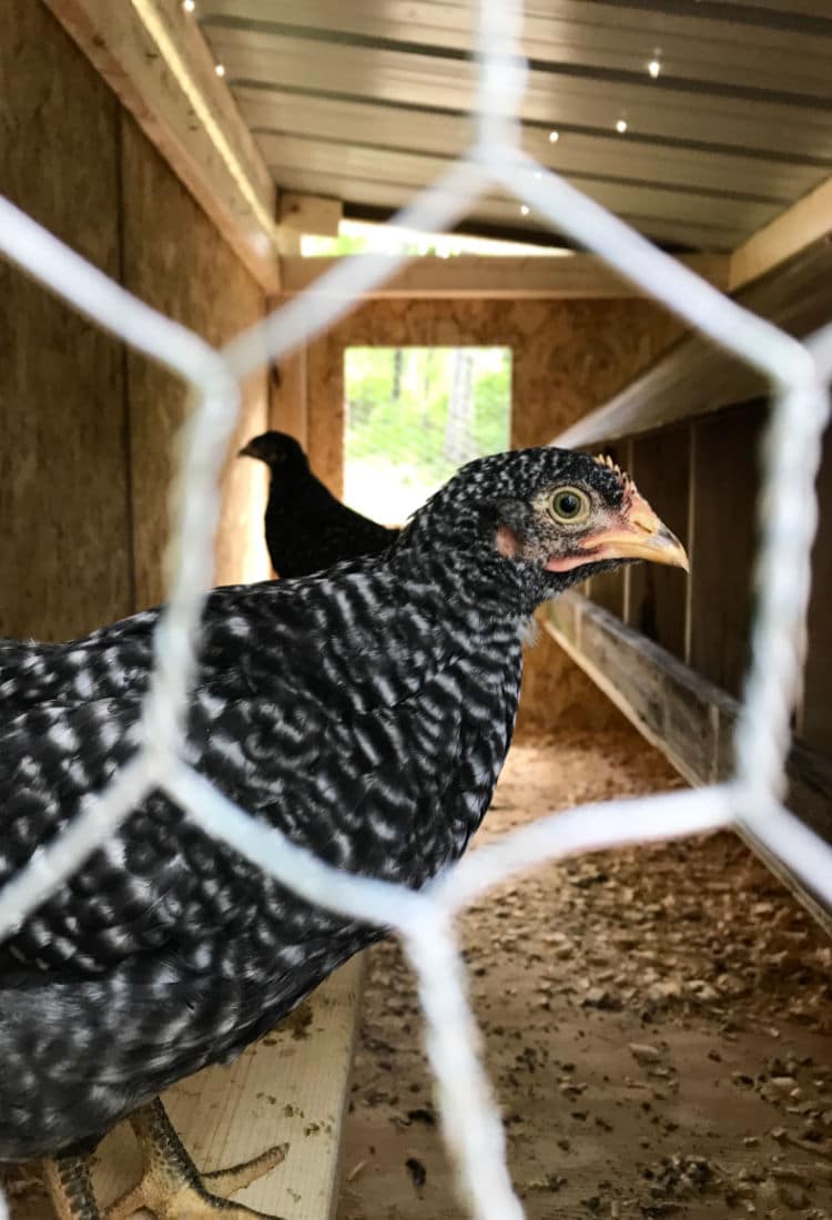 My Backyard Chicken Beginner Story - Life Full and Frugal