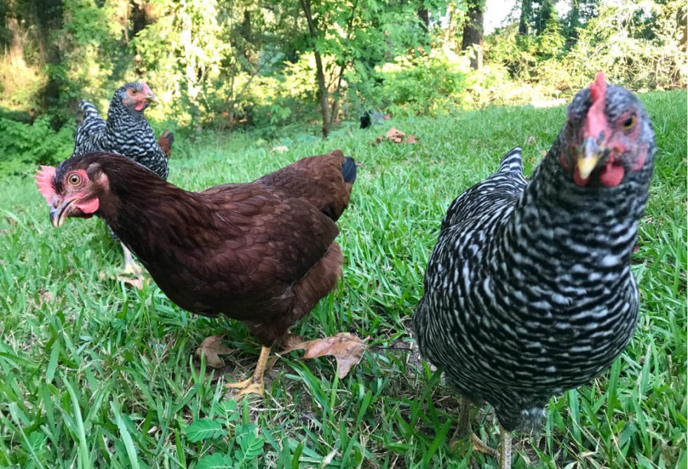 My Backyard Chicken Beginner Story - Life Full and Frugal