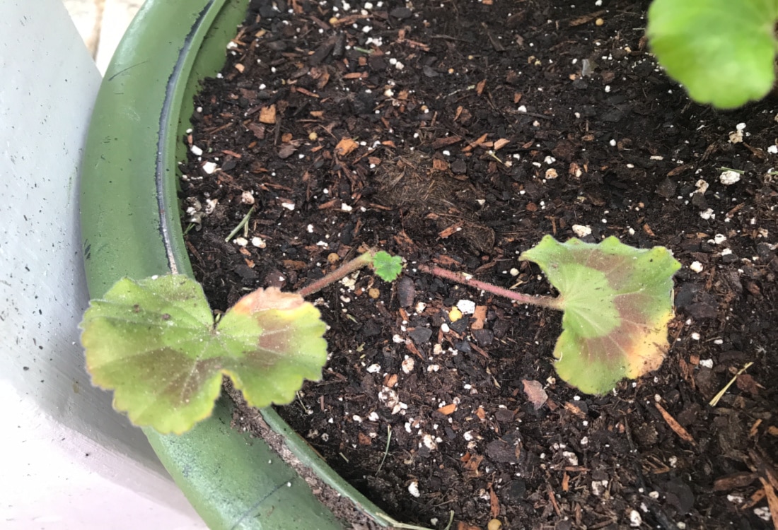 starting a geranium in soil life full and frugal