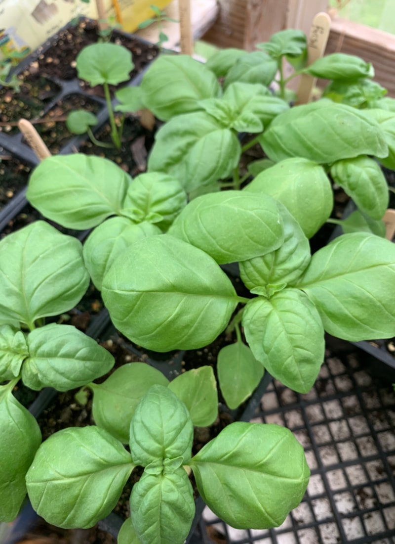 basil for a stock tank raised bed life full and frugal