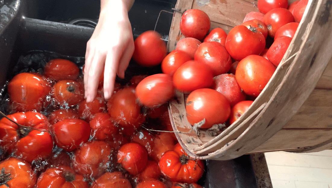 cleaning tomatoes to be canned life full and frugal