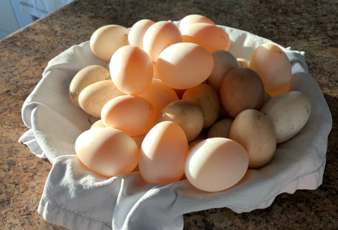 frugal living lifestyle hacks life full and frugal eggs