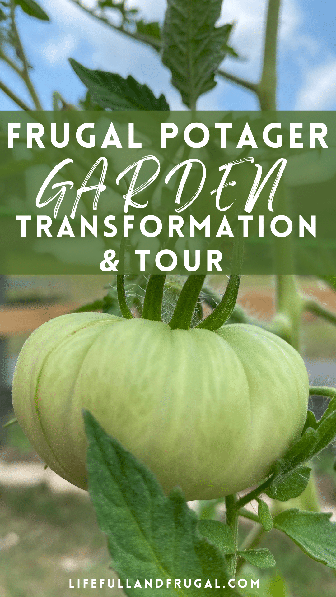 Frugal Potager Transformation and Tour - Beef Steak Tomato - Life Full and Frugal