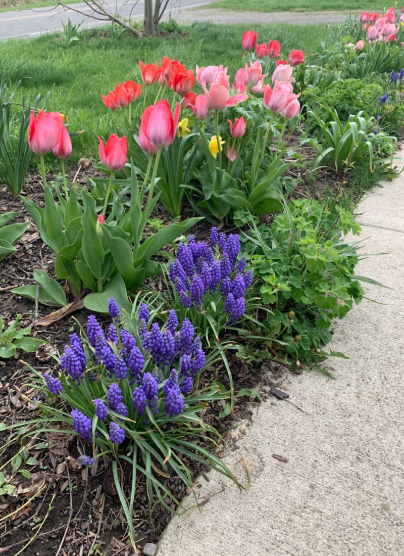 grape hyacinth and tulips life full and frugal
