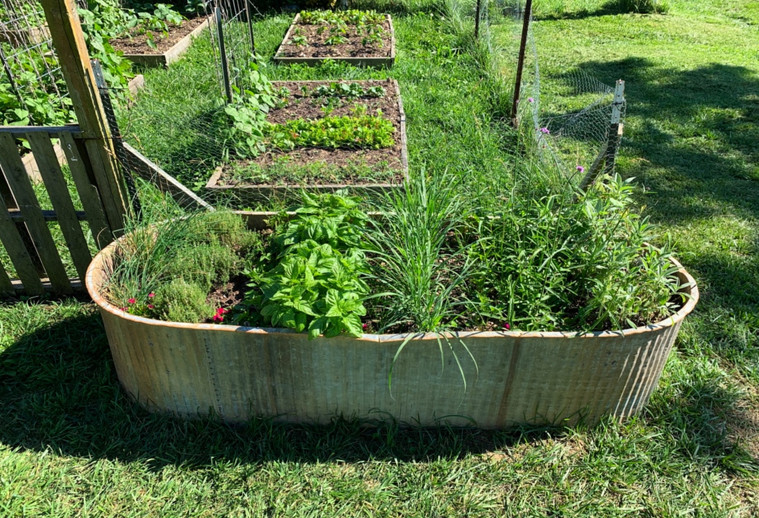 how to make a stock tank herb garden life full and frugal