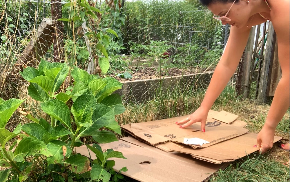 using cardboard for non dig flower beds