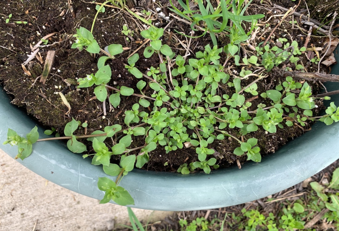 wild chickweed life full and frugal