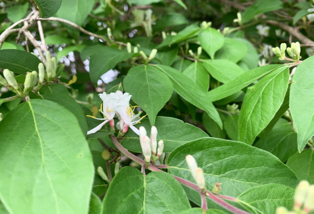 wild honeysuckle life full and frugal